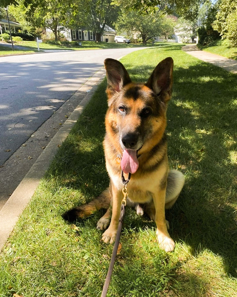 Happy brown dog with tongue out on a walk with The Right Fluff in Montgomery County, MD