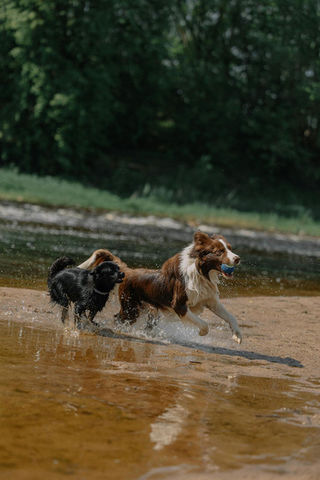 Two dogs playing in a stream fueled by Apex Canine Nutrition