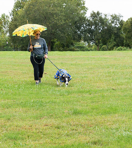 Professional dog walker holding a yellow umbrella and a leash with a small black and white dog during a dog walk with Mollyz Pet Service in Richmond, VA