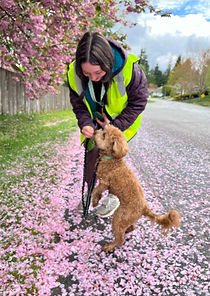 Walk My Dog Bothell professional dog walker taking a cute brown dog on a walk in greater Seattle