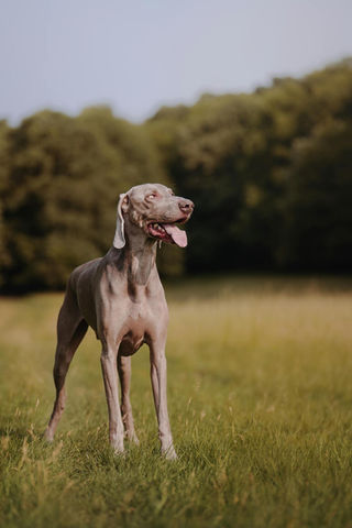 Large gray dog standing in a grassy field fueled by Apex Canine Nutrition