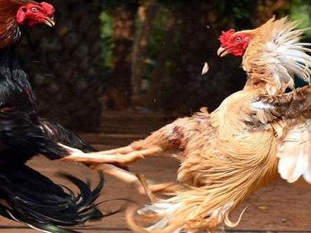Gullybet cockfighting game