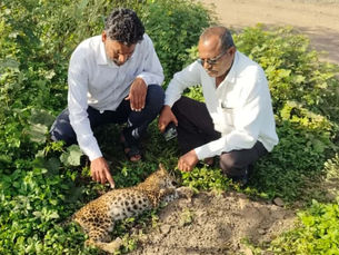 शिरूर कासार मध्ये बिबट्याचा बछडा मृतावस्थेत आढळला ; न्यूमोनियामुळे मृत्यू झाल्याचा प्राथमिक अंदाज,