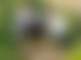 शिरूर कासार मध्ये बिबट्याचा बछडा मृतावस्थेत आढळला ; न्यूमोनियामुळे मृत्यू झाल्याचा प्राथमिक अंदाज,