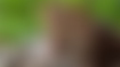 बीडच्या फुलसांगवीत बीबट्याने पाडला घोडा, मेंढीचा फडशा! 