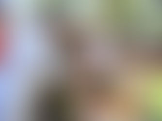 अखेर ठाकरे बंधूचे मनमिल; संयुक्त पत्रकार परिषदेत युतीची घोषणा