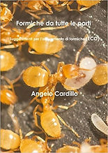 Formiche da tutte le parti.jpg