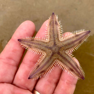 A small sand star being held in a hand