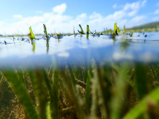 seagrass.jpeg