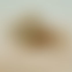Underwater scene with sandy bottom and a stonefish. Light filters through the water, creating a calm, muted atmosphere.