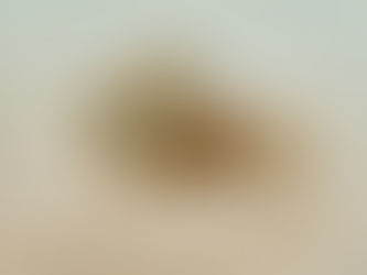 Underwater scene with sandy bottom and a stonefish. Light filters through the water, creating a calm, muted atmosphere.