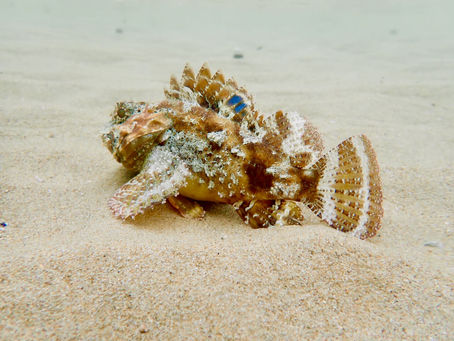 Underwater scene with sandy bottom and a stonefish. Light filters through the water, creating a calm, muted atmosphere.