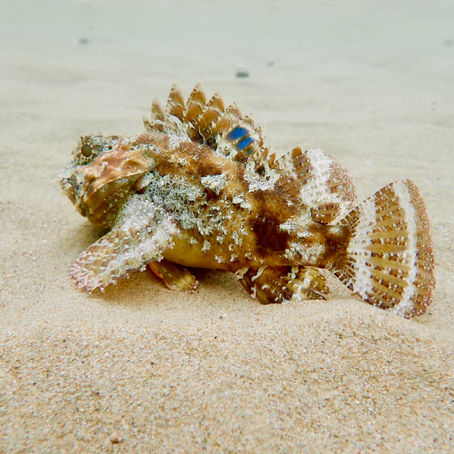 Underwater scene with sandy bottom and a stonefish. Light filters through the water, creating a calm, muted atmosphere.