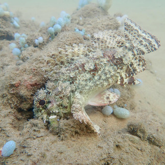 A stonefish underwater, camouflaged by rocks on a sandy bottom
