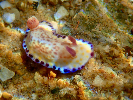 Sea Slug Spectacle
