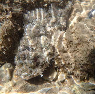 A grey stonefish hidden amongst rocks underwater