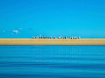 pelicans.jpeg
