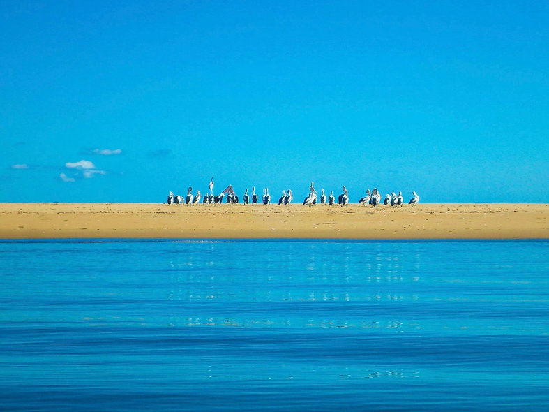 pelicans.jpeg