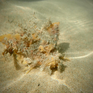 A orange coloured stonefish on a sandy bottom with light filtering through