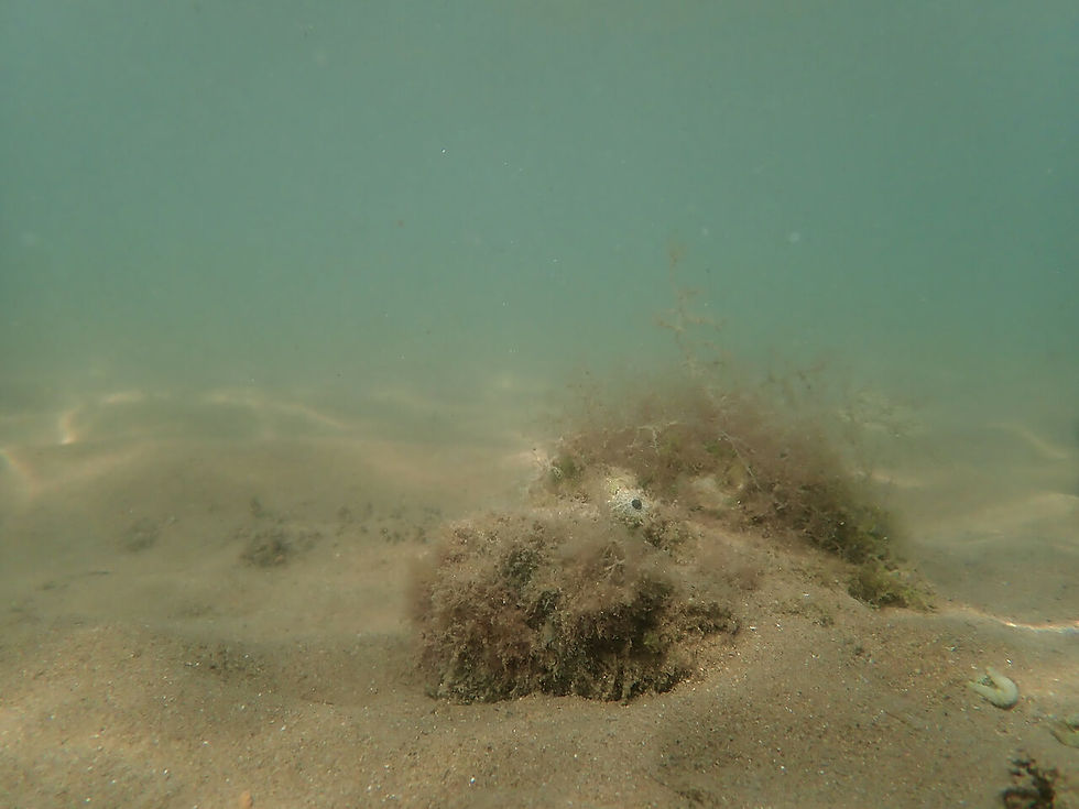 Underwater scene with sandy bottom and a stonefish. Light filters through the water, creating a calm, muted atmosphere.