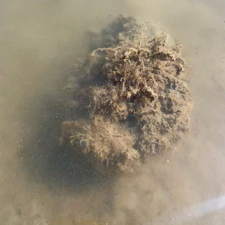a muddy stonefish in murky water