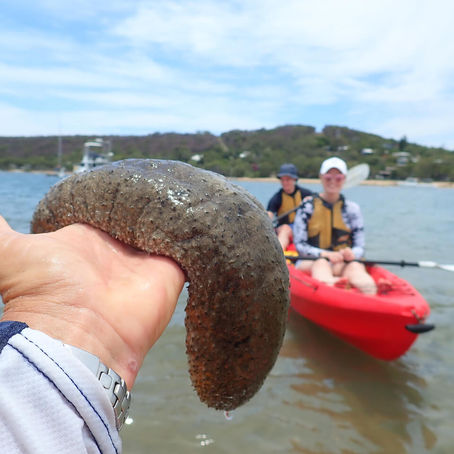Hand holding a sea cucumber in focus, with two people in a red kayak on water in the background. Sky is partly cloudy, setting is calm.