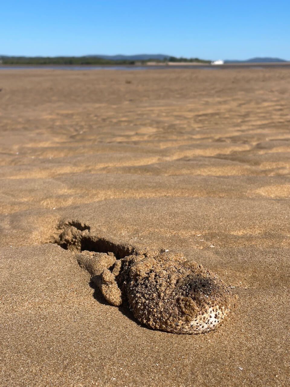 A partially buried in sand, sea cucumber 