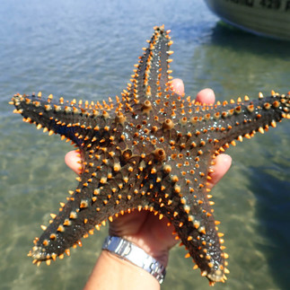 A black sea star being held in a hand with orange dots on top of the sea star