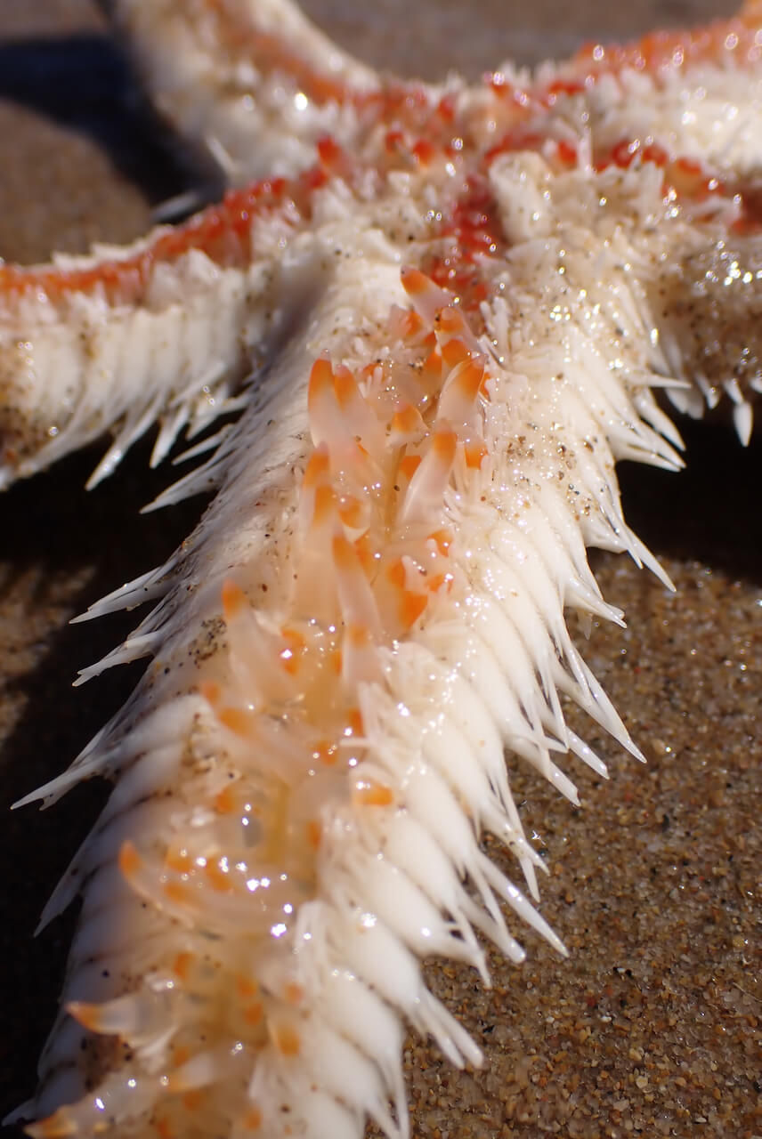Close-up of a starfish on sandy beach. White and orange spines visible, glistening in sunlight. Sandy texture in the background.
