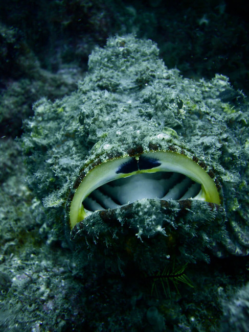 A stonefish well camouflages with an open mouth