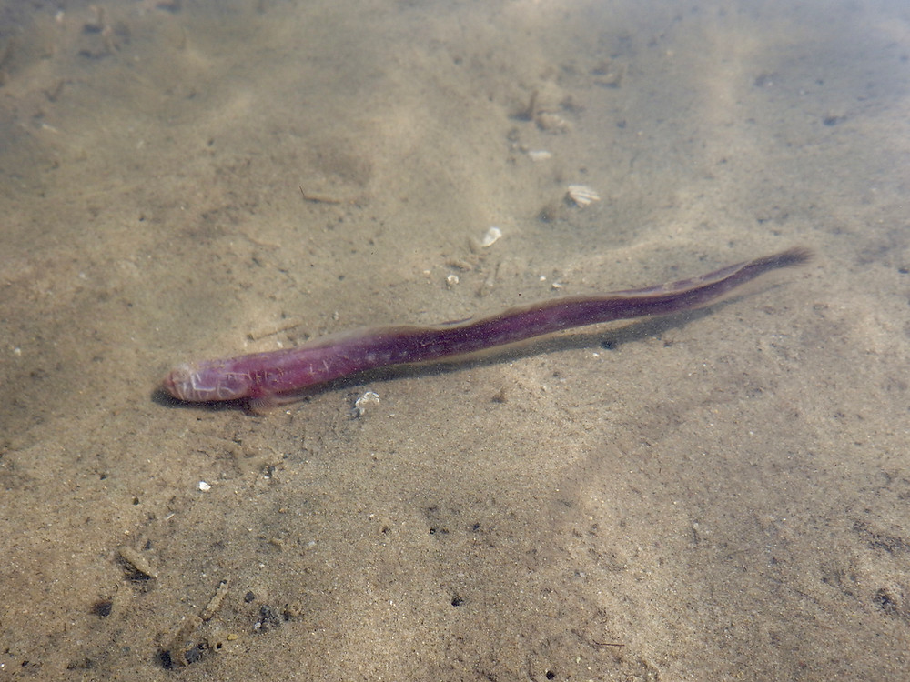 Red Eel Goby found in Seventeen Seventy