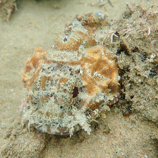 Frotn photo of a stonefish underwater