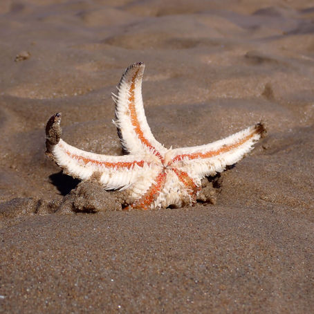 A partially buried Southern Sand Sea Star 