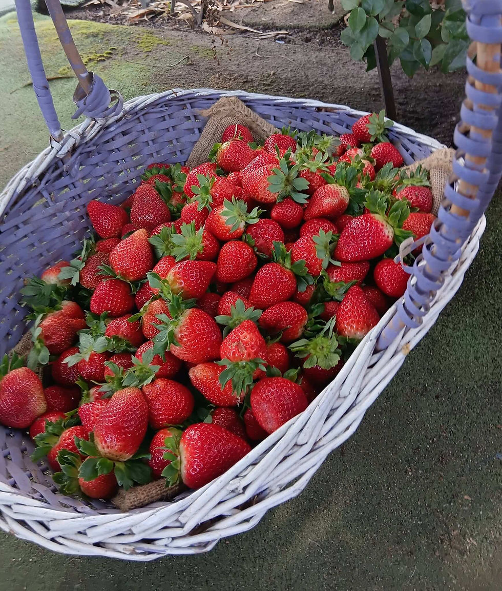Fresh pick-your-own strawberries at Ron's Farm near Agnes Water Queensland