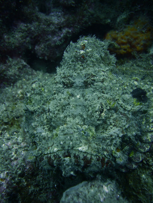 A close photo of a very well camouflaged stonefish