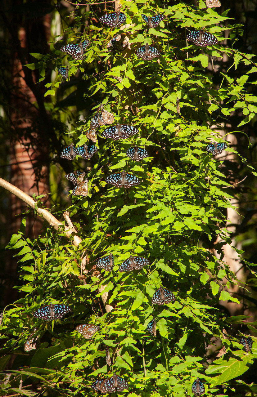 A group of blue tiger butterflies resting on a fern growing alone a paperbark tree.