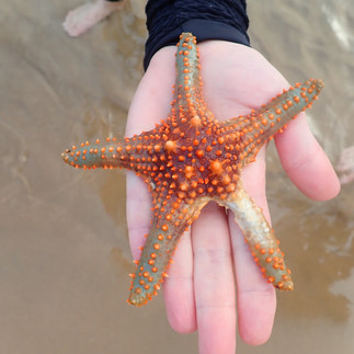 A knobbly, reddish sea star being held in a hand