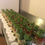 Thumbnail: Caprese Pasta Salad