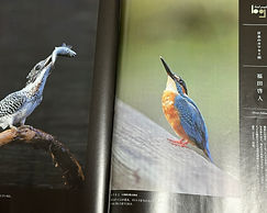 野鳥の会会報誌に掲載