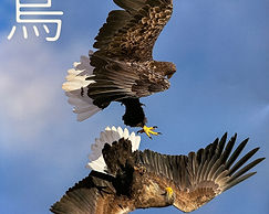  野鳥の会会報誌に掲載