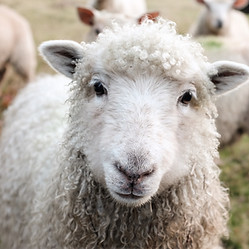 New Zealand Glandular Products