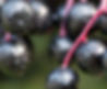 American Elderberry