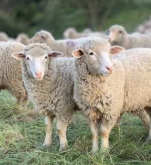 Sheep glandular/organ products