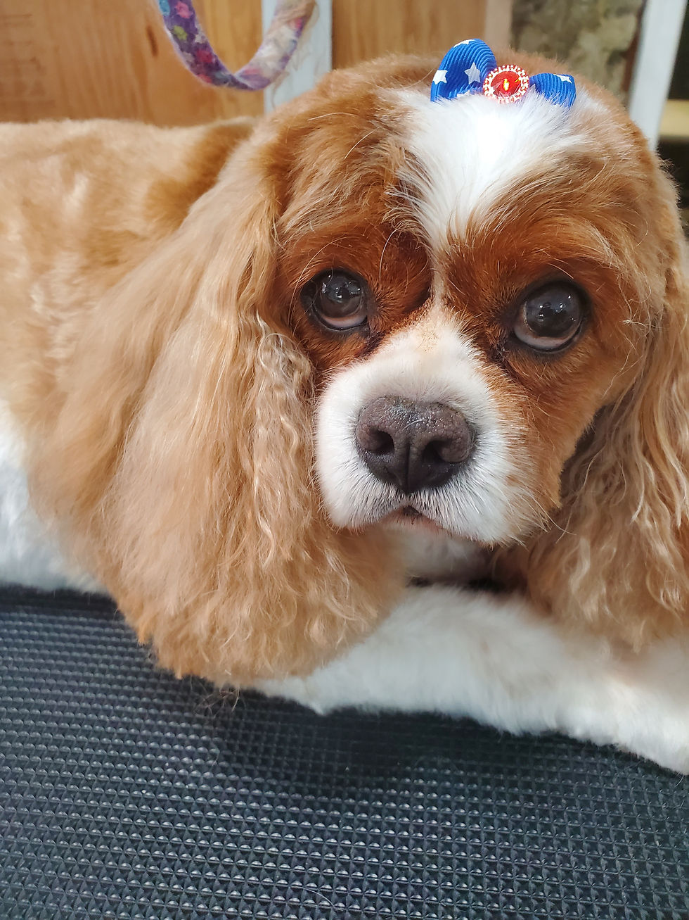 Gallery Bows and Biscuits Grooming