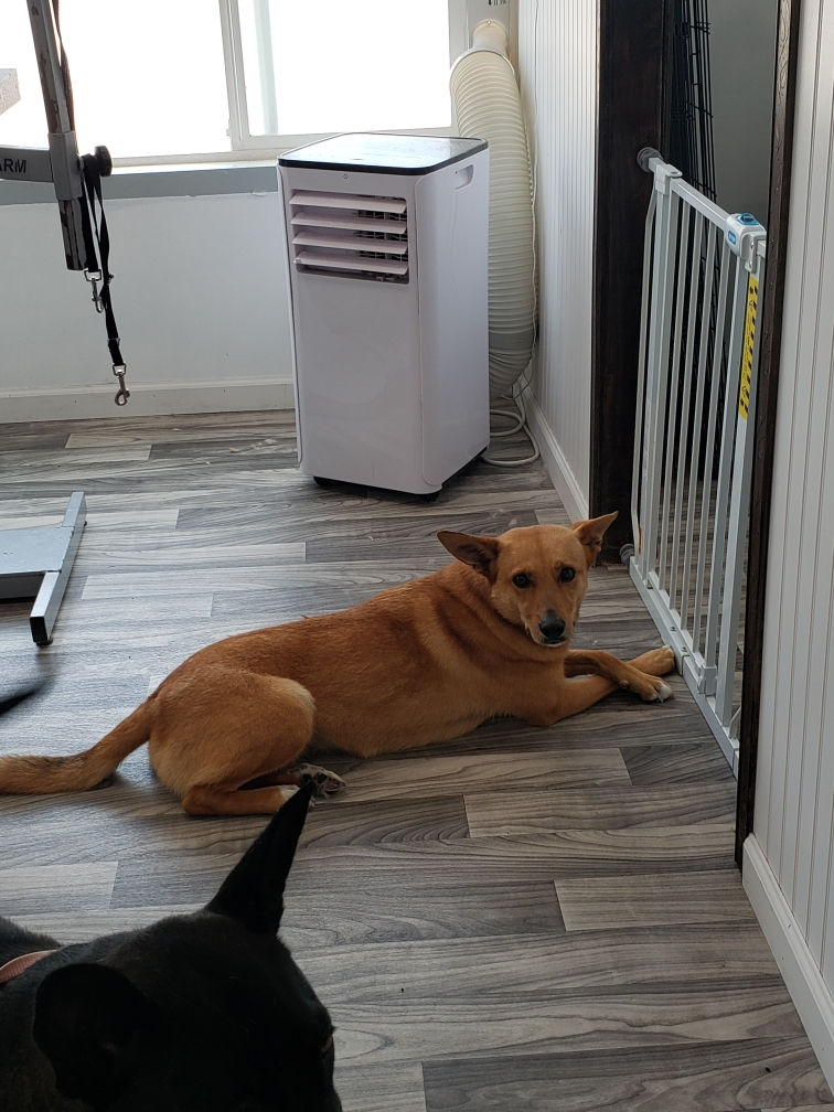 Gallery Bows and Biscuits Grooming