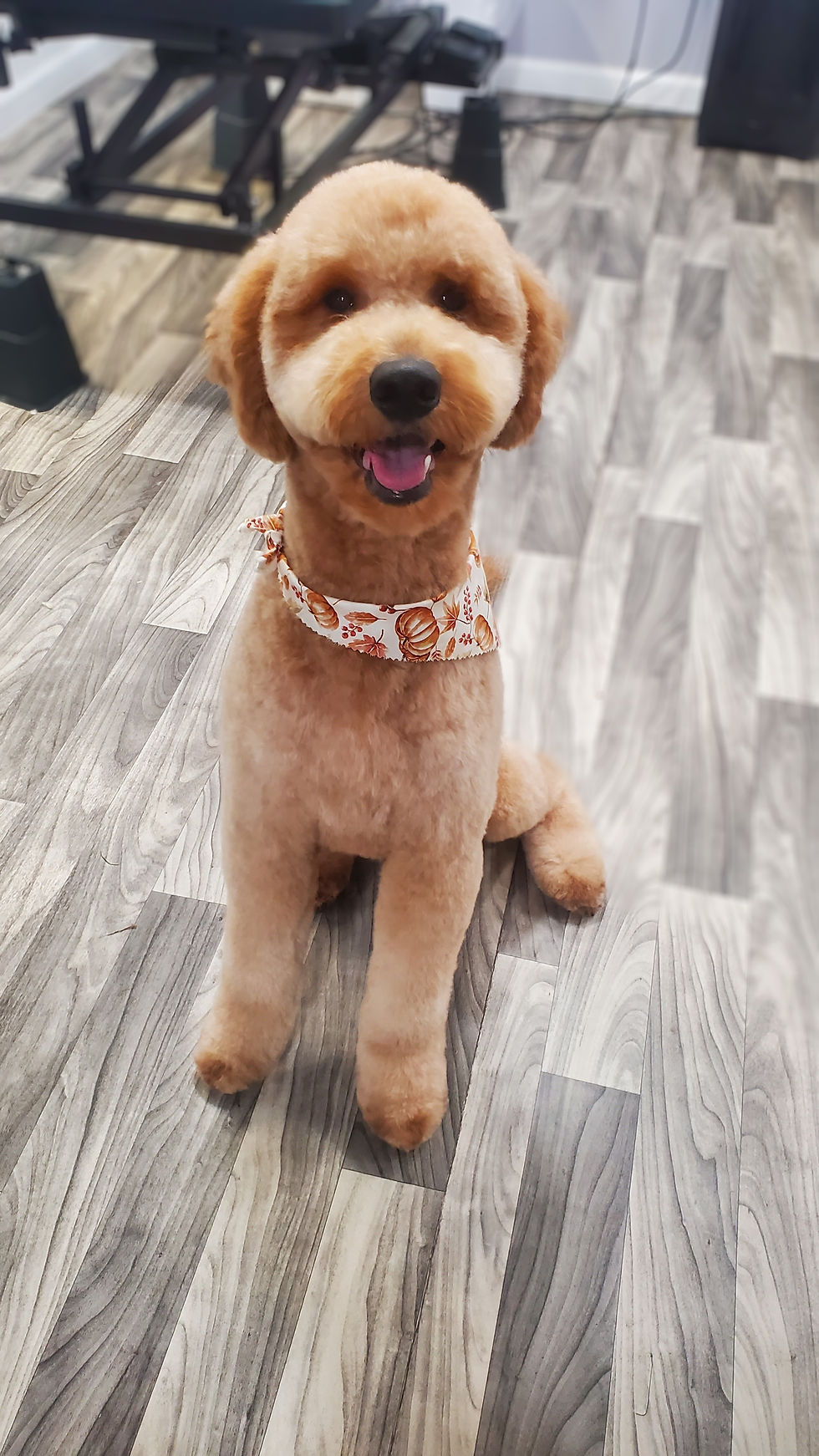 Gallery Bows and Biscuits Grooming