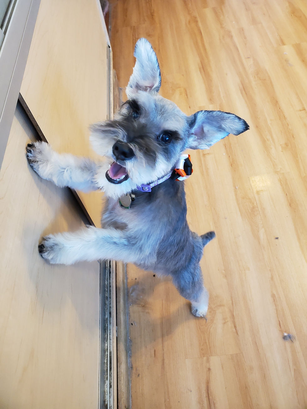 Gallery Bows and Biscuits Grooming