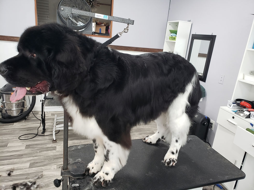 Gallery Bows and Biscuits Grooming