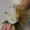 Thumbnail: Rose Corsage