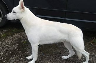 Tombi of Paws Inn White shepherd male